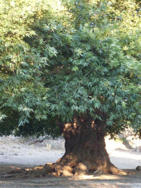 daum ağacı